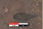 Foto (Detailansicht) von Plantae indet.  (NHMW-GEO-2024-0188-0480a)